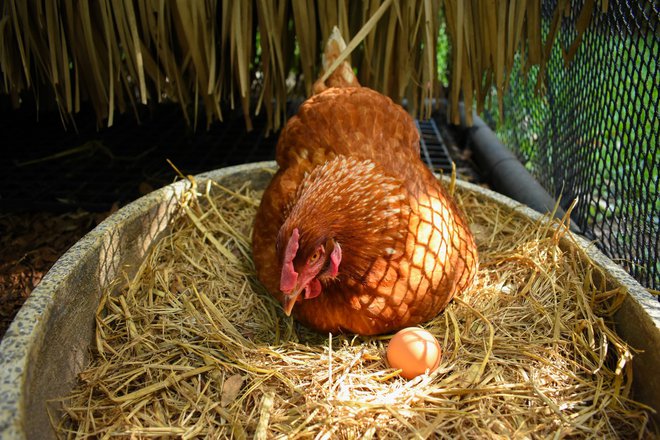 Najsrečnejše kokoši dočakajo višjo starost, samo jajčka niso več tako vrhunska. FOTO: Danaibe12/Getty Images