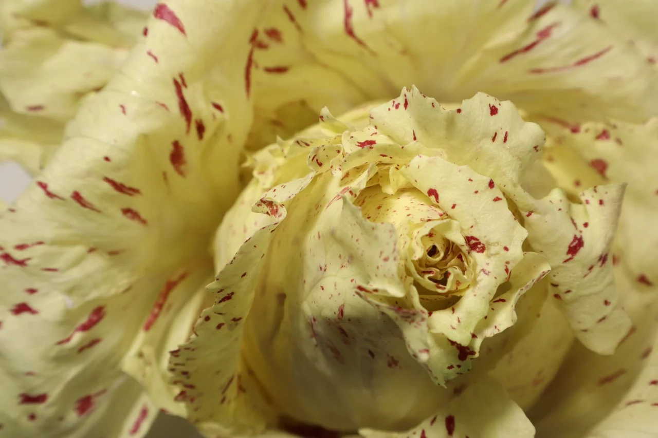 Castelfranco (Foto: Ceren Avar/Shutterstock)