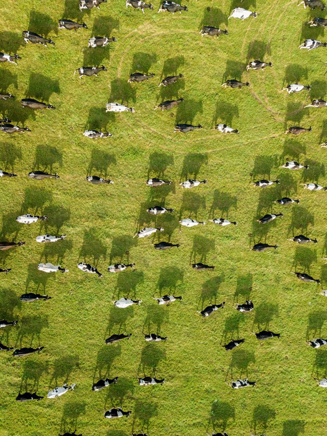 V Sloveniji je nekaj tisoč glav govedi, ki je rezervirana za blagovne rezerve. (Foto: Frolova_Elena/Shutterstock)