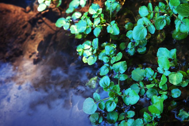 vodna kreša (Foto: optimarc/Shutterstock)