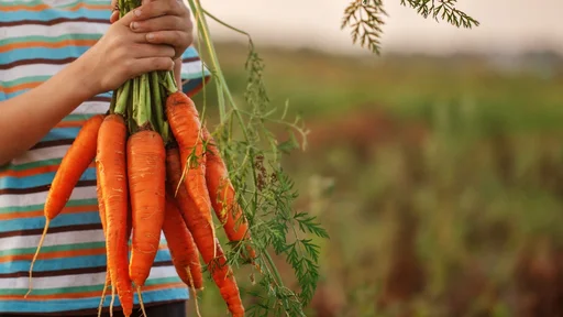 Little kid boy holding a fresh harvested ripe carrots in his hands. Close up.