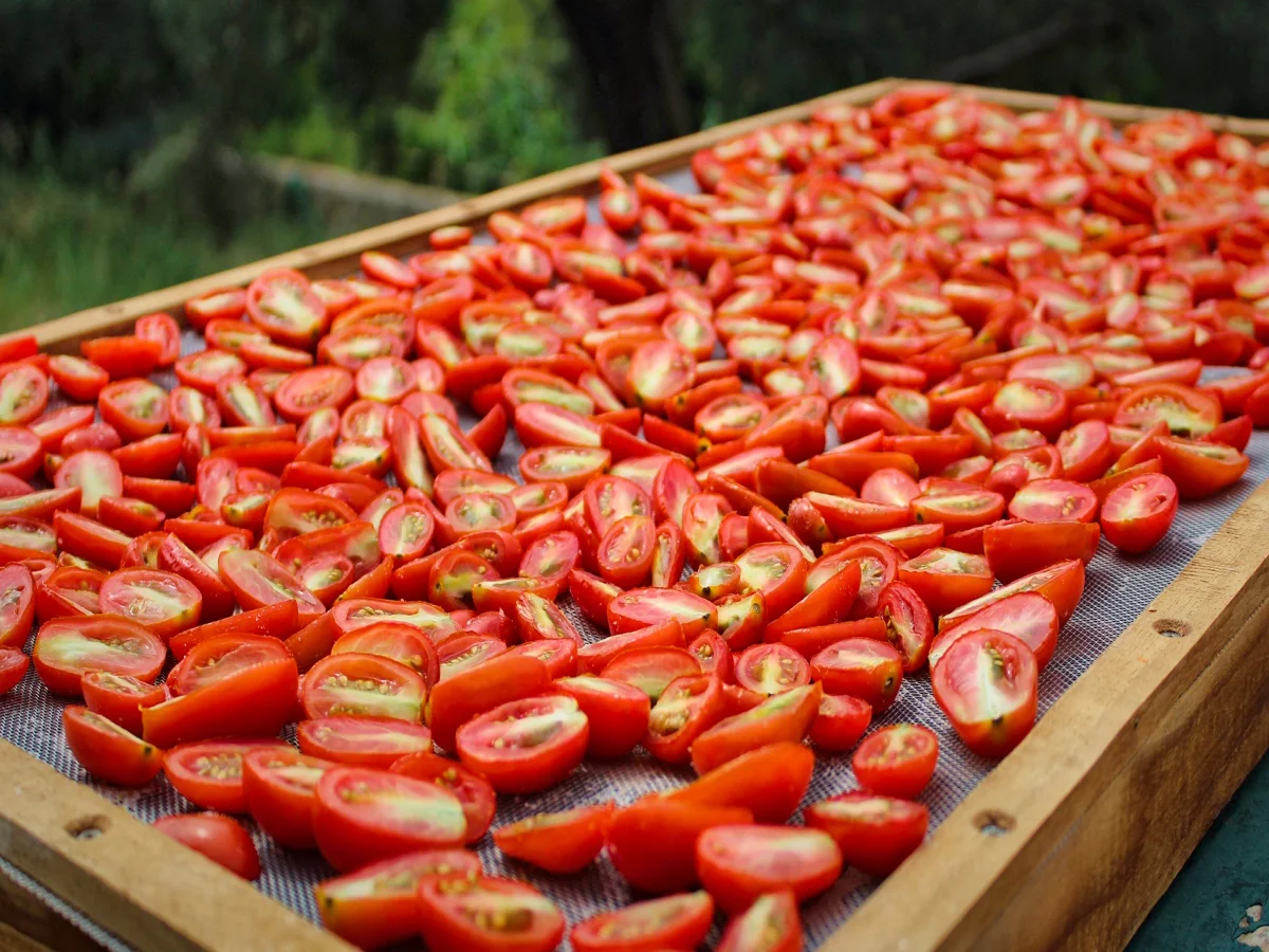 Sundried Tomatoes drying in the sun in the Mediterranean. Healthy ingredient for a nutritious diet.