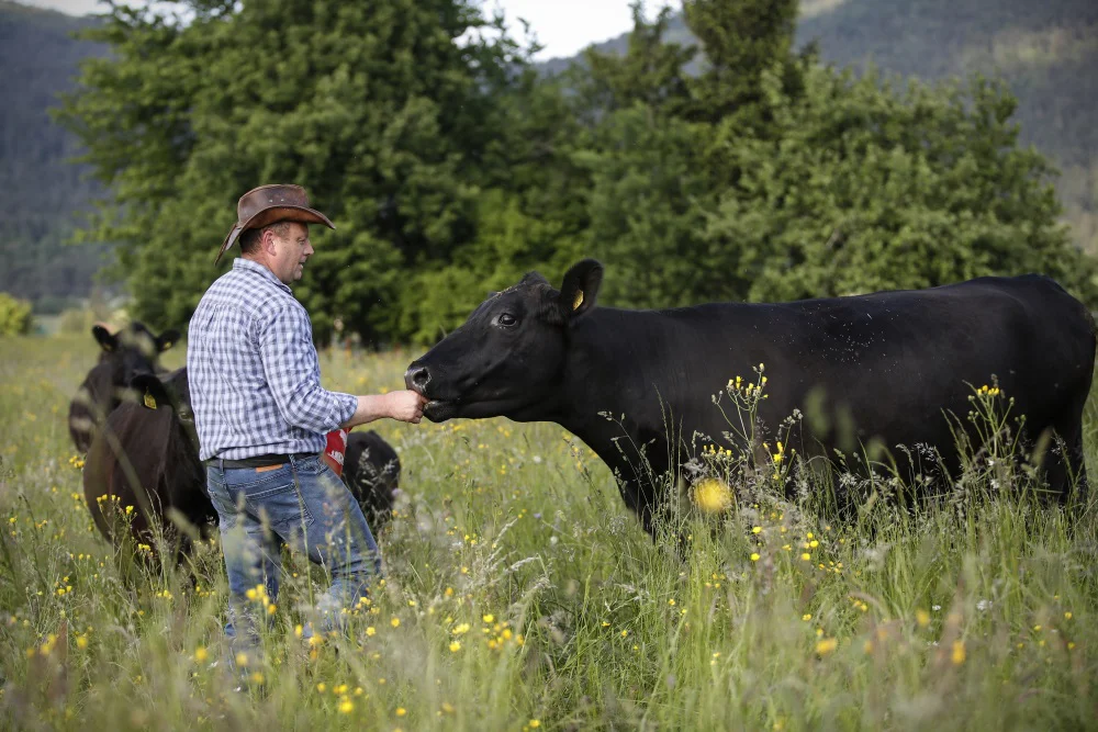 Bernard Mlakar in govedo Angus, Wagyu in Wangus, posestvo Bajer, ekološka kmetija, v Viševku, 21. maja 2018.
[Mlakar Bernard,govedo,krave,Angus,Wagyu,Wangus,posestvo Bajer,kmetije,kmetijstvo,kmetovanje,ekološko kmetijstvo,ekološke kmetije,ekologija,ekološko,prehrana,hrana]