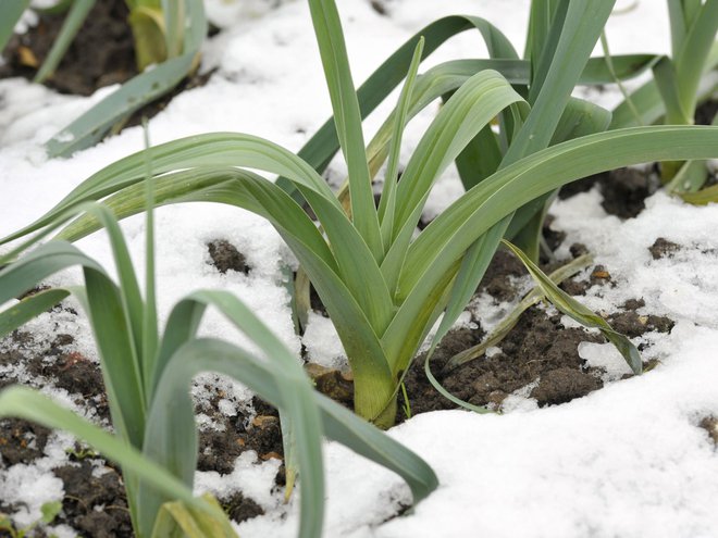 Zimske sorte, ki smo jih sadili poleti, dobro prenašajo mraz. FOTO: Grahamphoto23/Getty Images