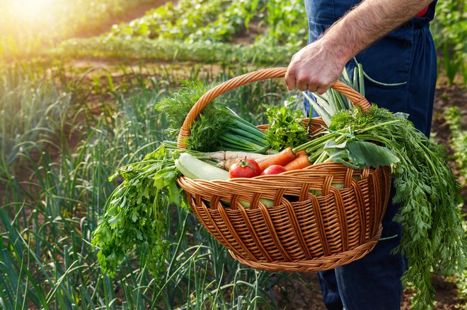 Farmer holding basket with fresh vegetables