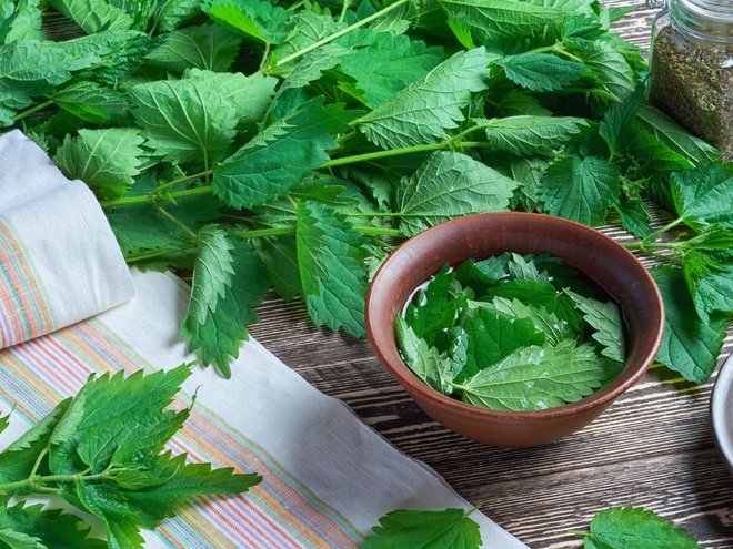 A bunch of nettle on a wooden table for cooking