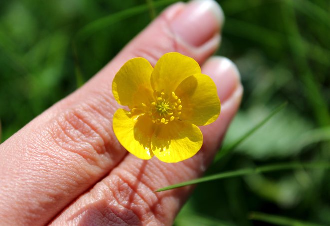 Zlatica. Prvi listi so že tu, poleti so polja polna njenih rumenih cvetov. (Foto: Reikara/Shutterstock)