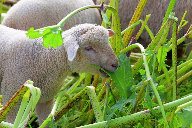 Kar je za nekoga nevarna rastlina, je za ovco malica: na Škotskem so v poskusih dokazali, da orjaški dežen tem živalim ne škoduje in so tudi zelo učinkovite pri njegovem zatiranju.