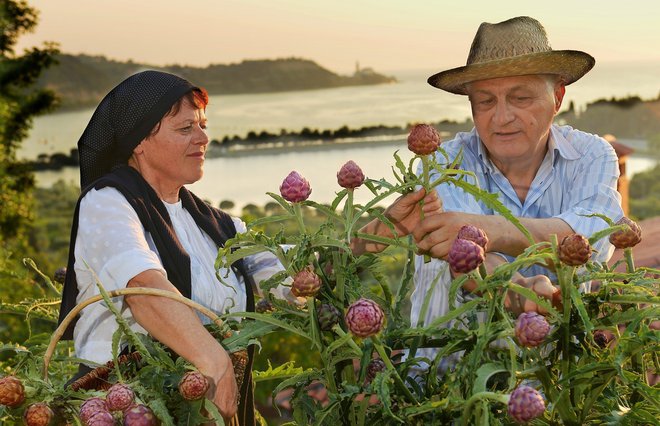 Artičok bo v slovenski Istri letos le za vzorec. FOTO: Ubald Trnkoczy