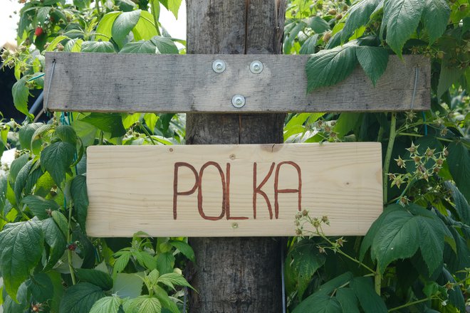 Polka ni le ples, ampak tudi sorta malin. (Foto: Špela Ankele)