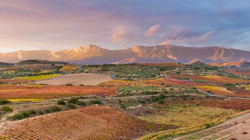 Pokrajina Rioja je prva ponesla slavo izvrstnih španskih vin po svetu.  FOTO: Adobe Stock