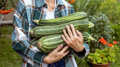 Prezrele bučke so navadno daljše od 30 centimetrov. FOTO: Svetlana Parnikova/Getty Images